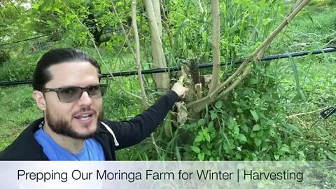 Prepping Our Moringa Farm For Winter | Harvesting Before Frost | Green Tea and Powder Supplements