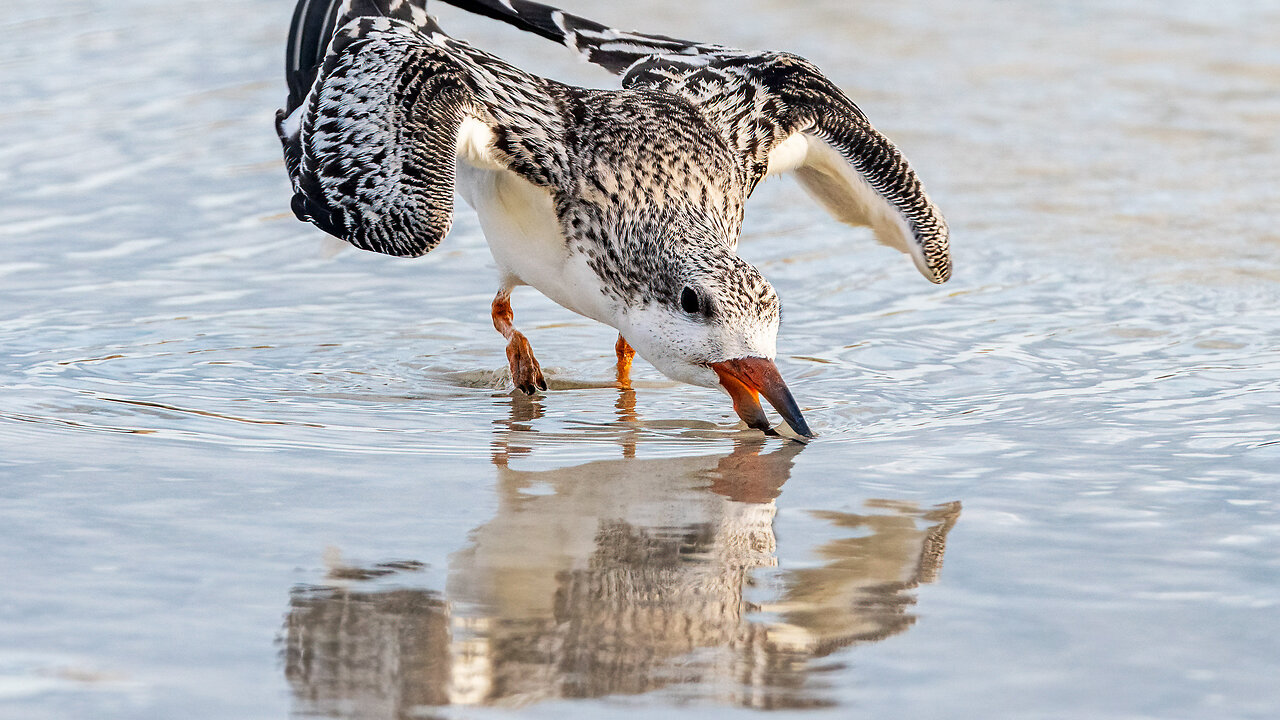 Black Skimmer Fledge at the Shoreline