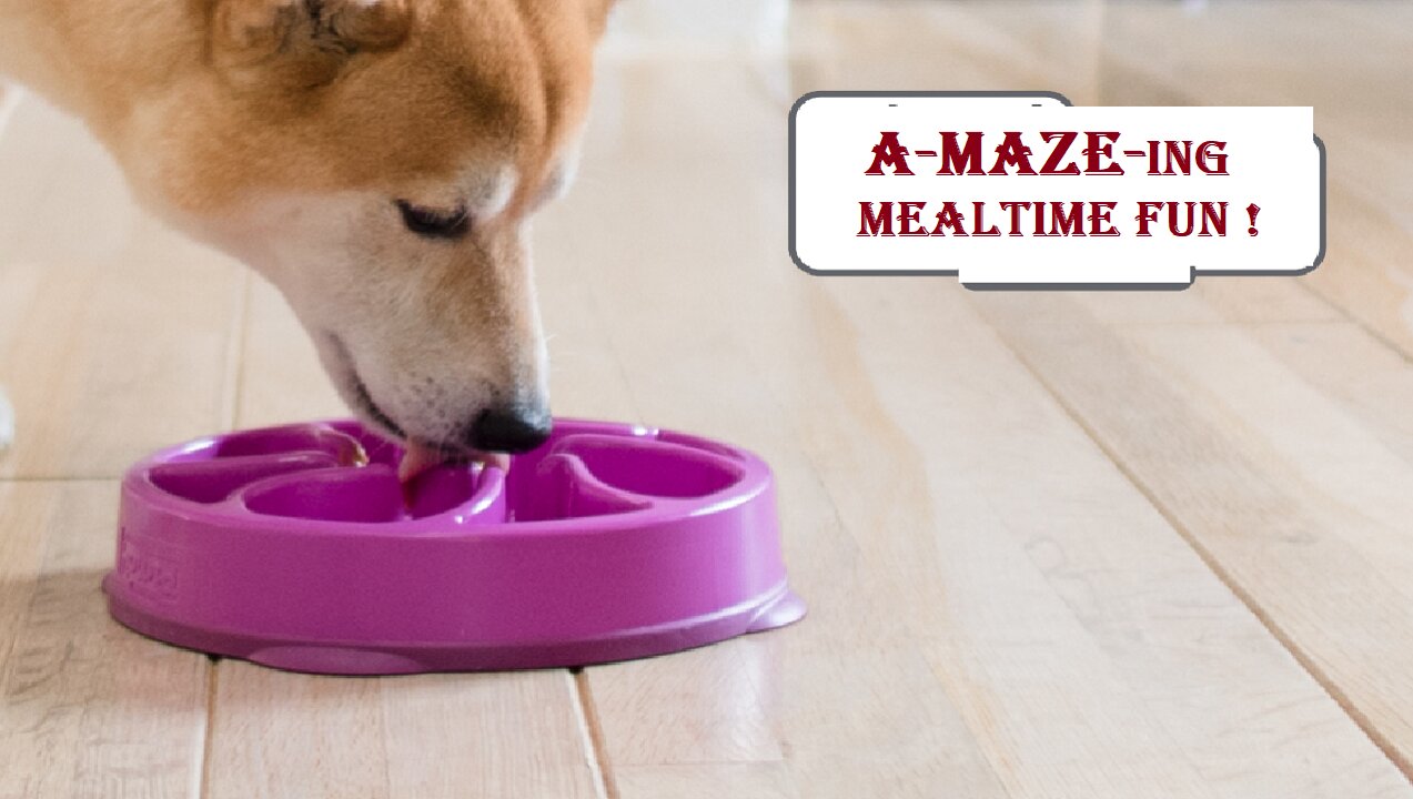 Outward Hound Fun Feeder Slo Bowl, Slow Feeder Dog Bowl, Large/Regular #Aone Shopping Deals