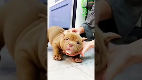 Cute adorable baby 🤩 funny baby playing, laughing, dancing, with mamma at home