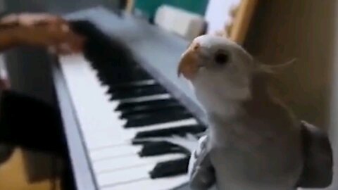 Funny Animals😂 Part 5