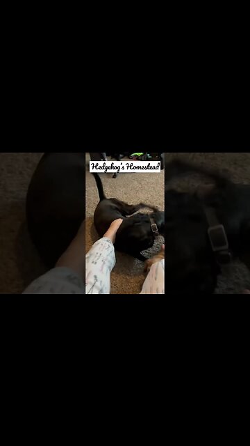 Merry Christmas everybody