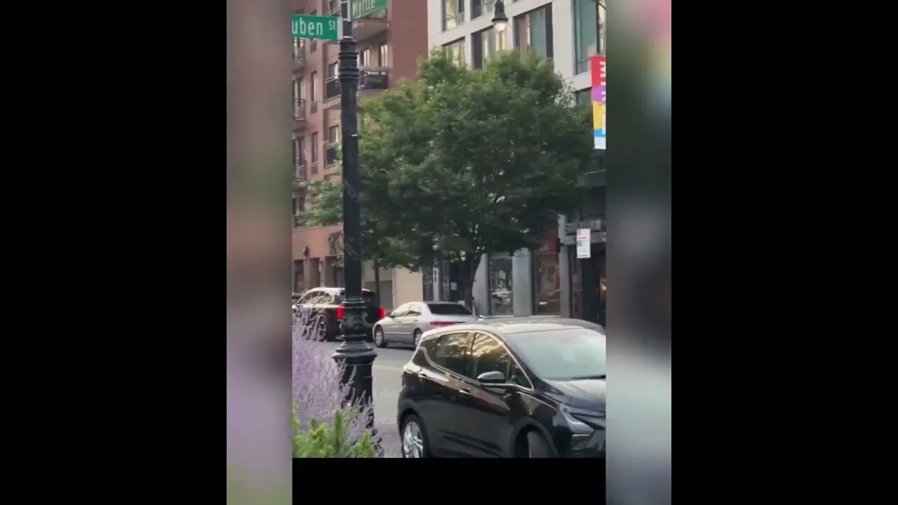 Mysterious gnats/flies taking over NYC.