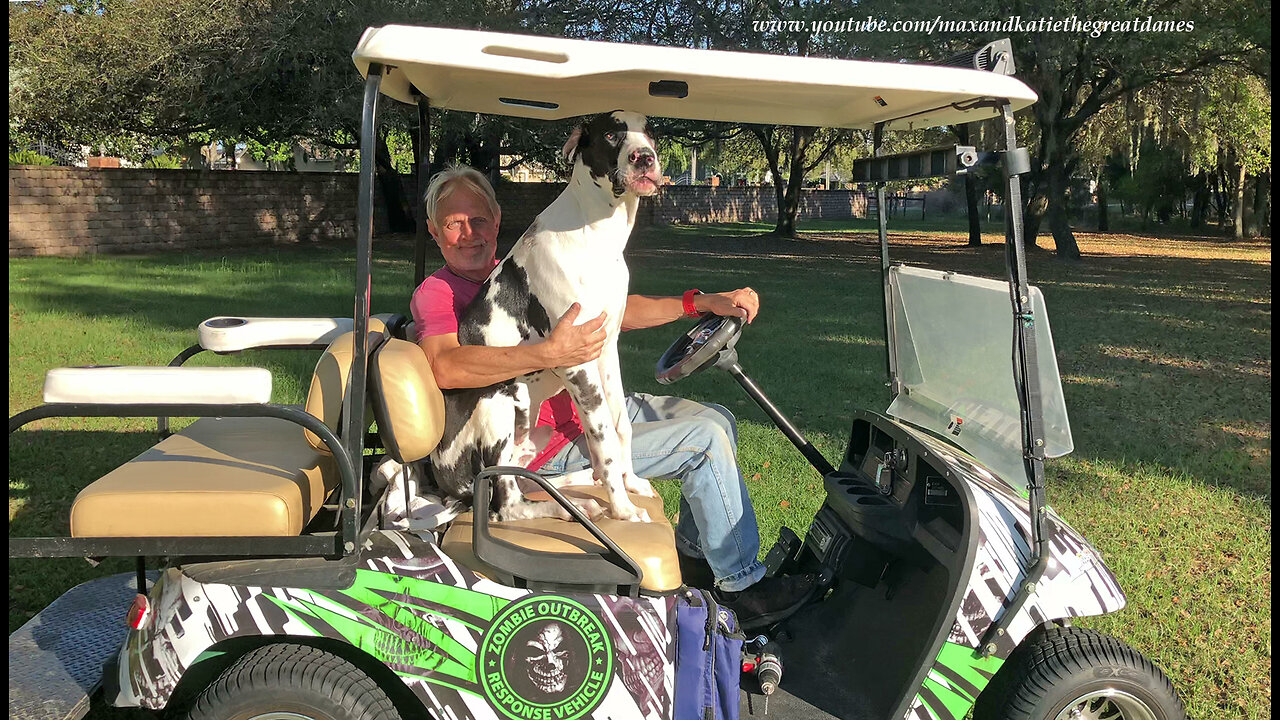 Funny 7 Month Old Great Dane Puppy Goes For a Golf Cart Ride