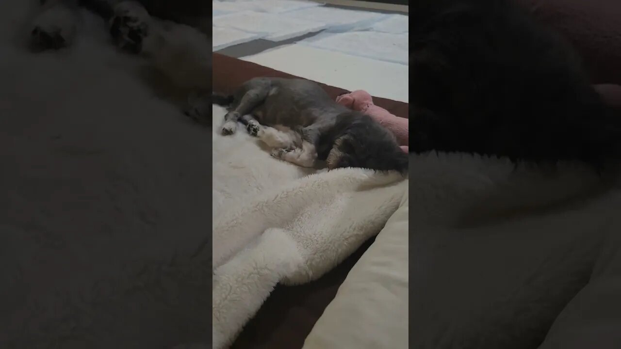 Dog Dreams 🤫