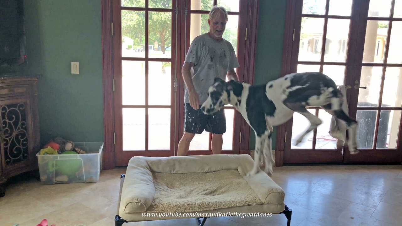 Funny Great Dane Goes Airborne and Spins In Slow Motion