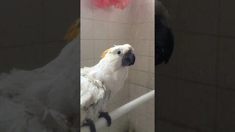 Parrot Loves Taking Showers