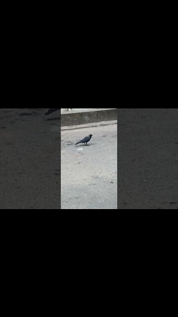 Crow having a quick meal on the road.