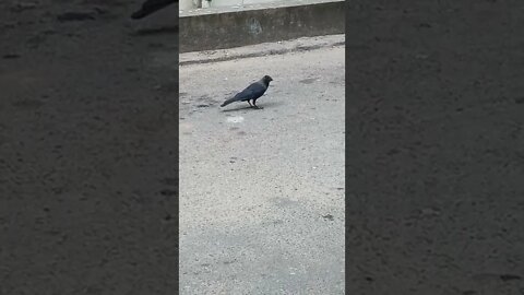 Crow having a quick meal on the road.