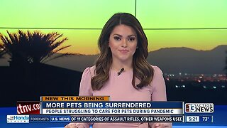 Animal rescue groups struggle with uptick of pet surrenders due to COVID-19