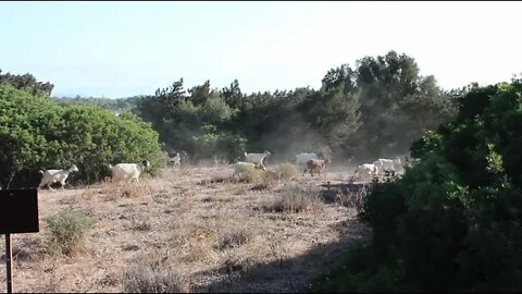 Sardinia: sounds and views