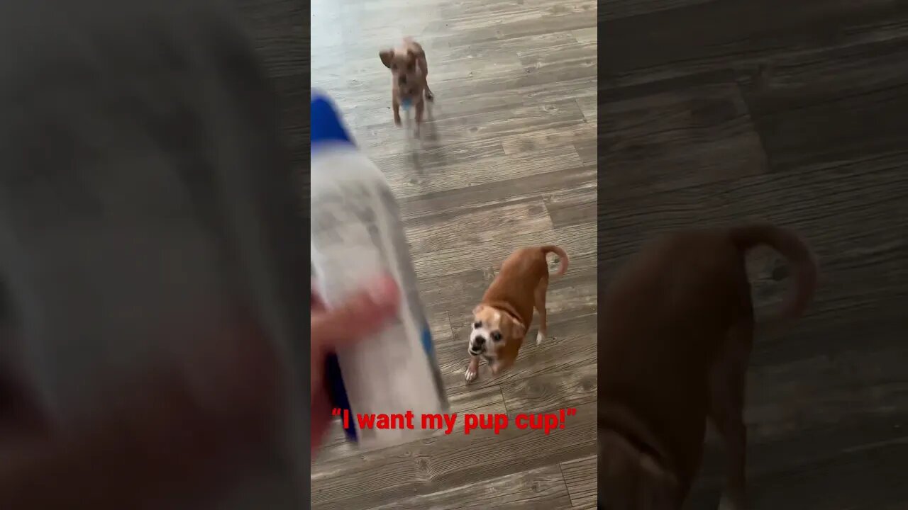 Marley asking for his pup cup.