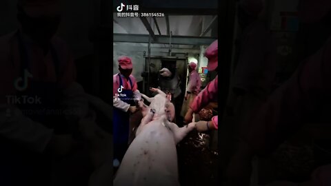 The Pigs Are so Dizzy