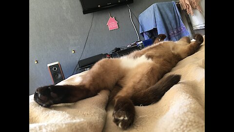 My cat sleep like human