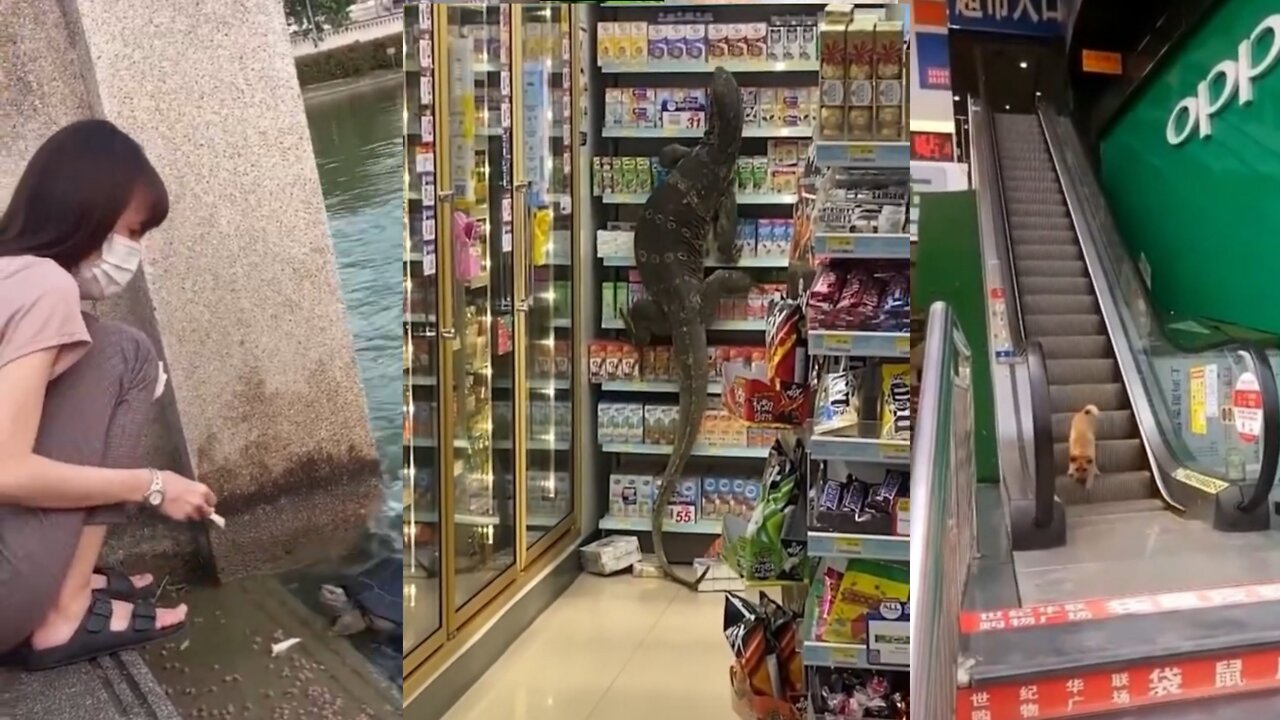 Funniest ANIMAL FAILS IN 1 Minute! #1 |SHORT & FUNNY Animal Videos #Shorts Short & Funny
