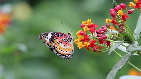 The Beautiful Butterfly Video