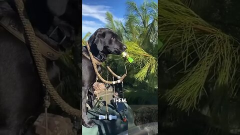 Dog Knows How To Whistle! #shorts #funny #dog
