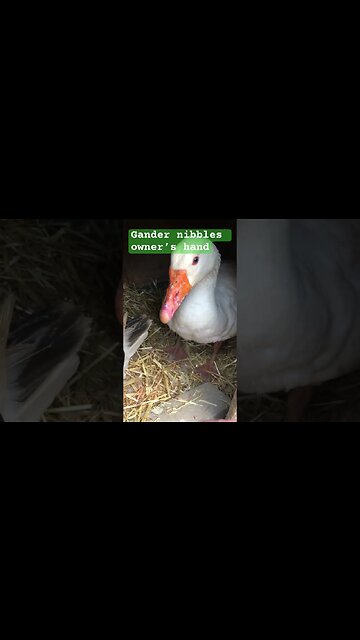 Edwin the Gander gently nibbles hand ❤️