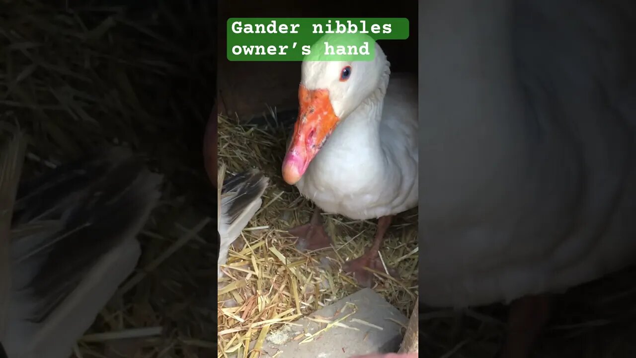 Edwin the Gander gently nibbles hand ❤️