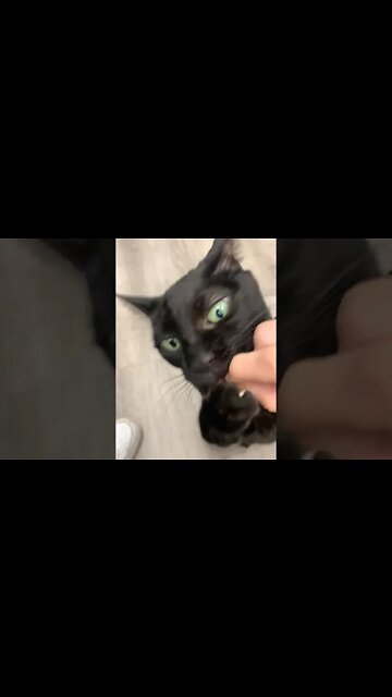 Cat hurts human in pursuit of food - human deserved it tho