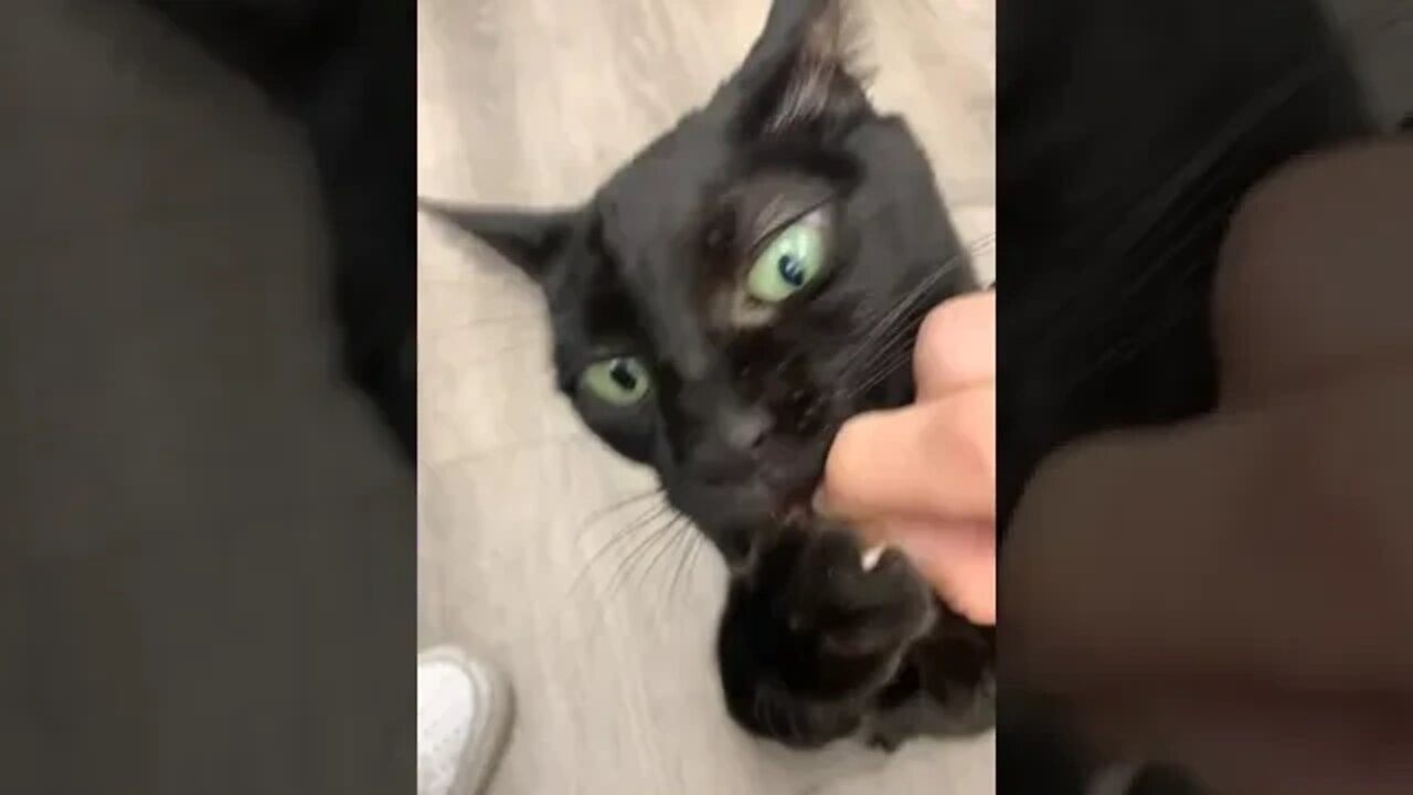 Cat hurts human in pursuit of food - human deserved it tho