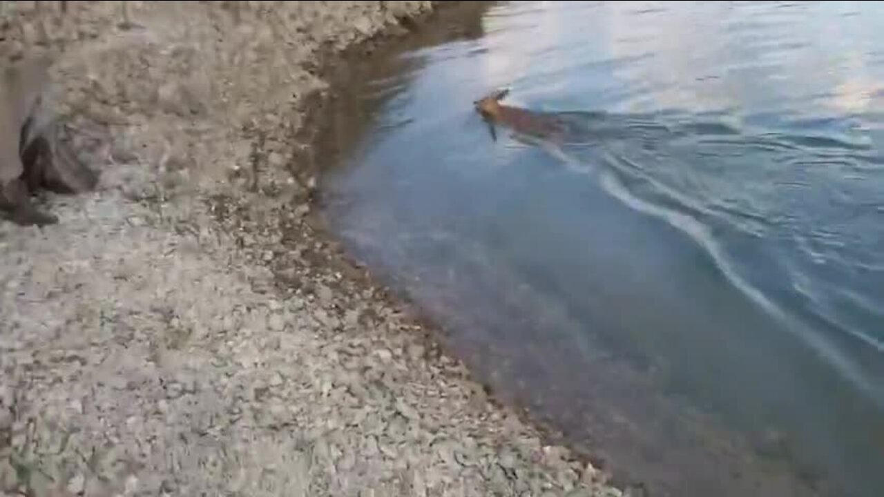 Island-hopping deer swims to freedom