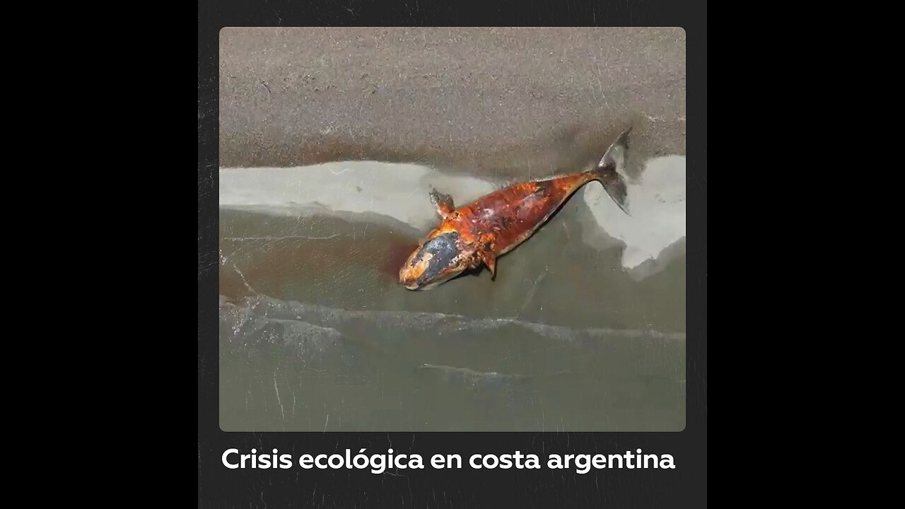 Científicos analizan muerte de ballenas en Península Valdés