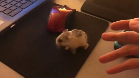 cute hamster