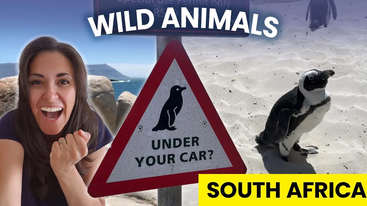 Wild Penguins, Sea Lions and A Big Surprise in Cape Town | Welcome to Africa Part 02 | South Africa