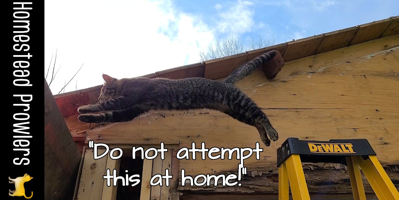 Otis Cat Puts On His Construction "Hat"