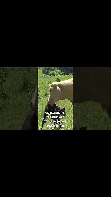 Cows learn to walk right away! #kidsvideo #animalshorts #kidsstories #science #kidsbooks