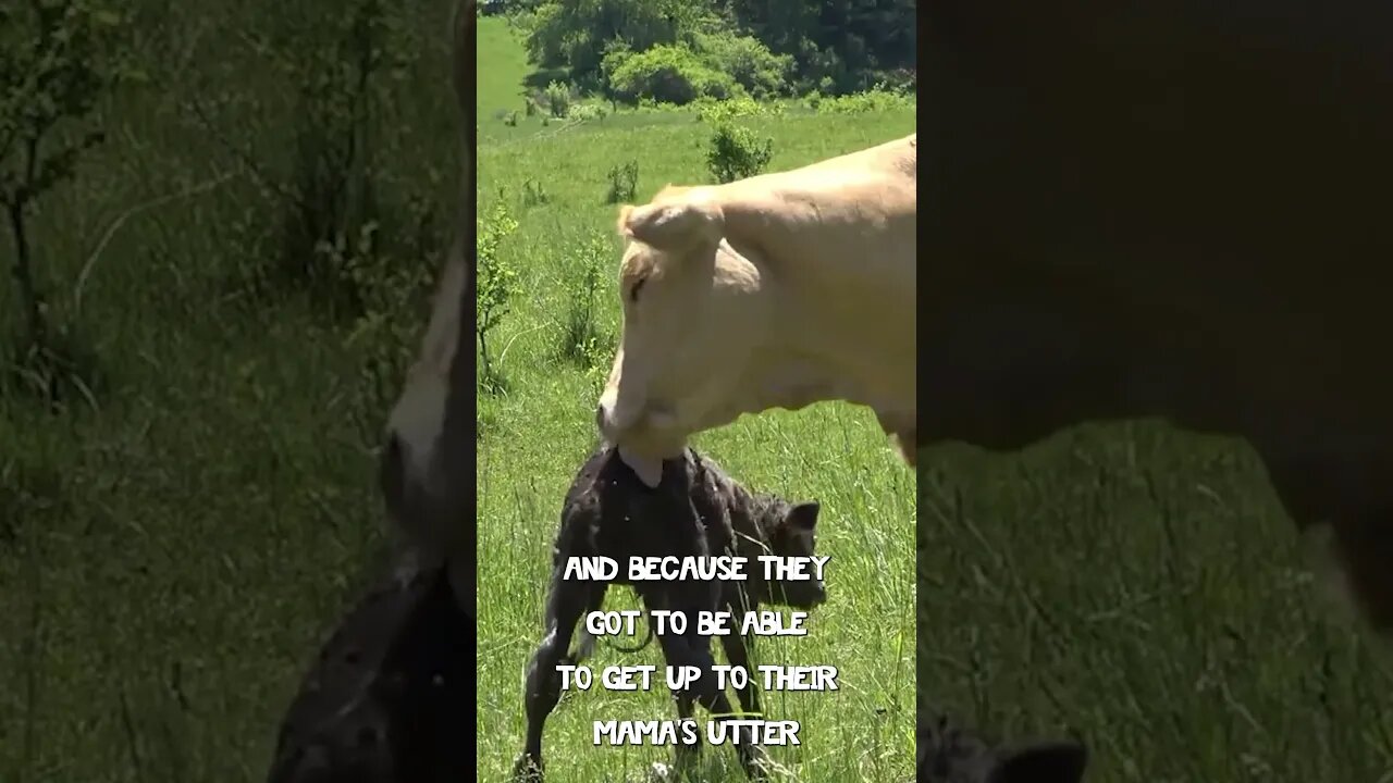 Cows learn to walk right away! #kidsvideo #animalshorts #kidsstories #science #kidsbooks