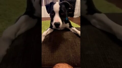 Puppy's Christmas Grooming #Puppy #Dogs #Shorts #Puppyvideo #Shortvideo #dog #doglover #cutedog