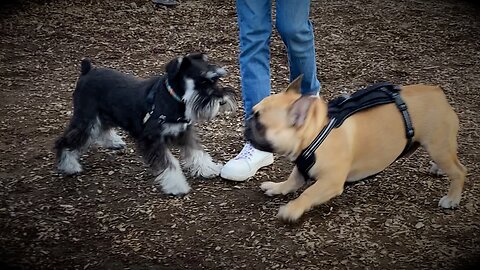 Puppy Friends Playing