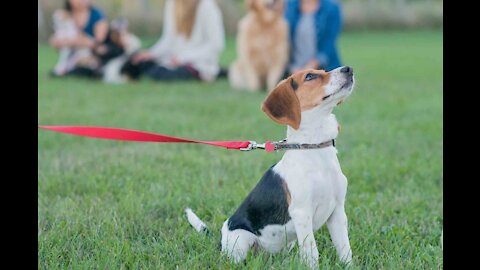 🐕 Basic Dog Training – TOP 10 Essential Commands Every Dog Should Know!