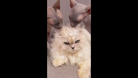 crazy cute cats