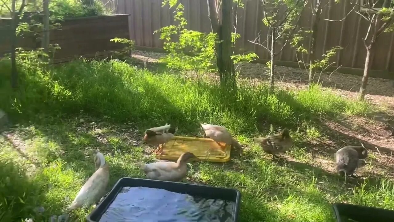 Morning with the Nine Mile Farm Ducks