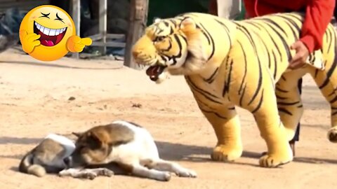 Troll Prank Dog Funny & fake Lion and Fake Tiger Prank To dog ,Huge Box Prank to dog | Smile please