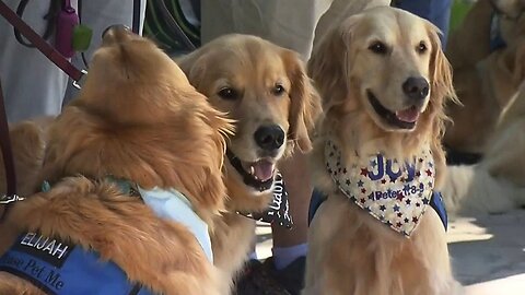 Los perros se entregan a sus dueños y por eso y más tienen un día para celebrarlos