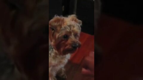 Funny Dogs Compilation try not to laugh challenge #shorts #dogs #perro