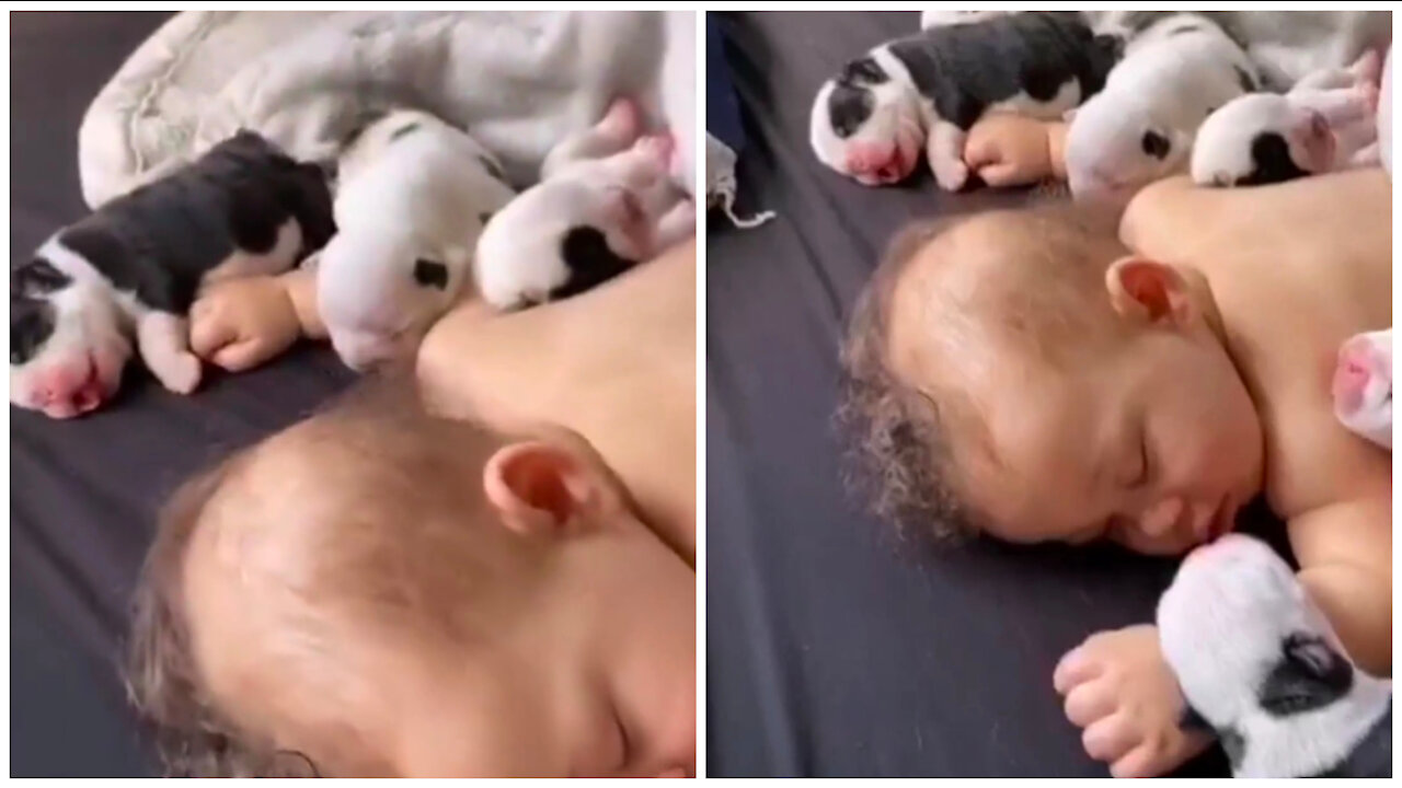 Pappeys are protuction our boos.Cute baby sleeping with sweet puppy's.