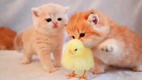 Kittens walk with a tiny chicken