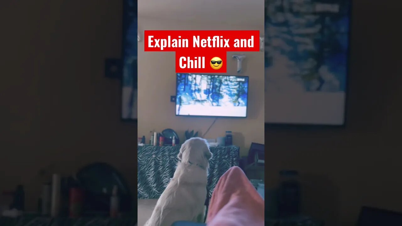 Netflix and Chill #netflix #goldenretriever #ytshorts #shorts