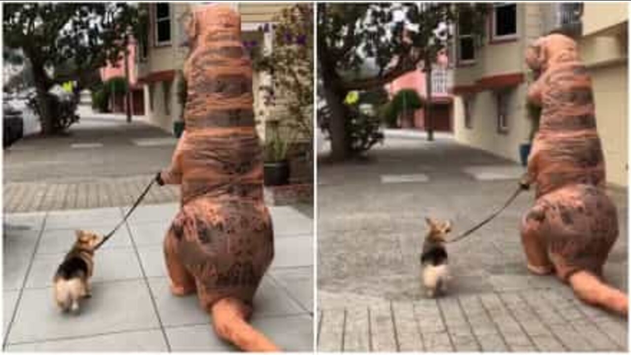 A passeggio col T-Rex!