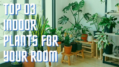 Breathe Easy: Top 3 Indoor Plants for Your Room