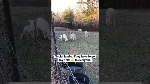 Social Lambs. They Have to Say Hello to Everyone.