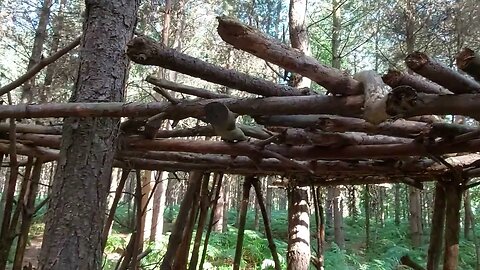 Bushcraft Structures/Shelters in Harlestone Firs