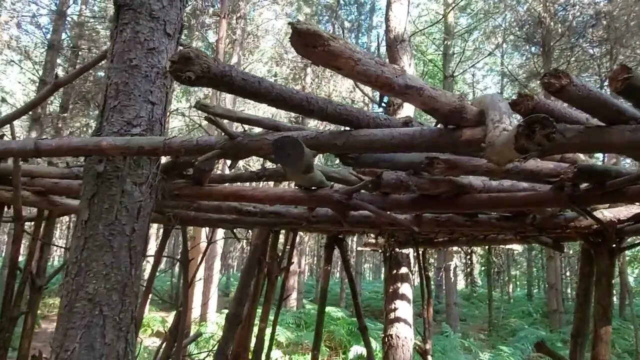 Bushcraft Structures/Shelters in Harlestone Firs