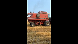 IH 1440 combining winter wheat