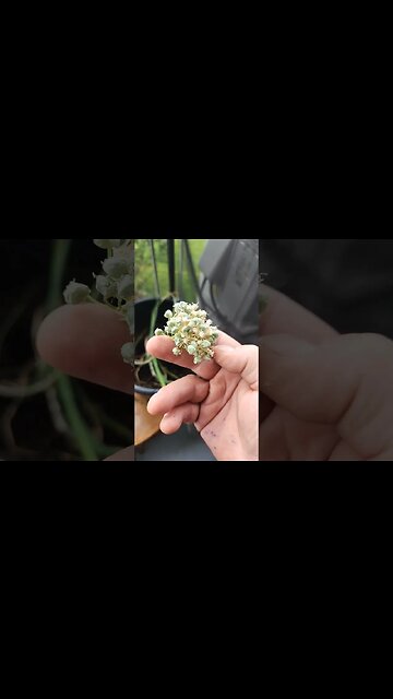 LORDS CREATION OF ABUNDANCE. THE SOUL INHERITING THE SPIRIT & THEN DEATH SPIRIT CONNECT OF SOUL